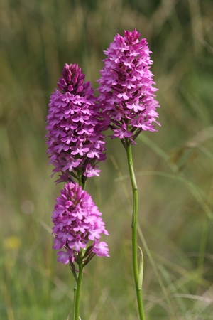 Orchidee selvatiche lungo il percorso