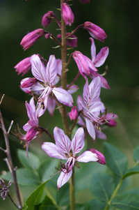 frassinella
