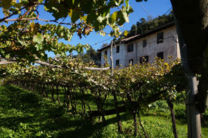 maso-paierla-2
